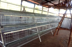 Chicken Cage In Kenya Poultry Farm