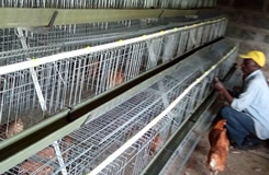 Kenya Farmer Install Chicken Cage