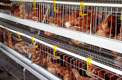 Chicken Farm Project In Kenya