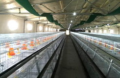 A Type Broiler Chicken Cage