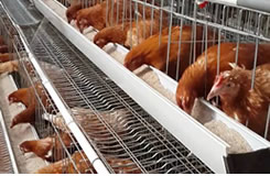 Kenya Poultry Farm