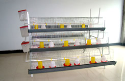 A Type Chick Cage