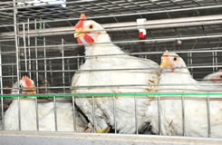 A Type Broiler Cage