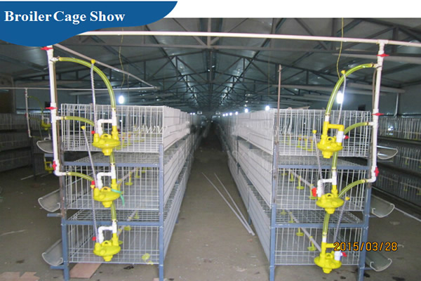 H Type Broiler Cage