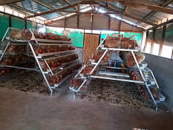 Design Layer Chicken Cages For Sale