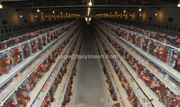 chicken layer battery cage