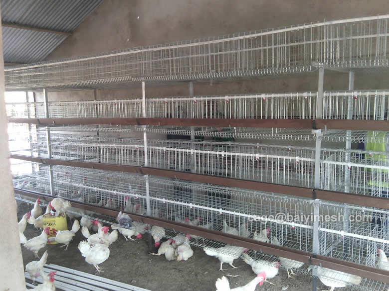 layer chicken cage