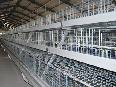 broiler cage design