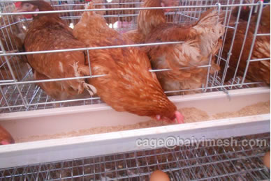 chicken layer cage price