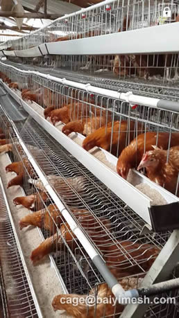 Kenya Poultry Farm