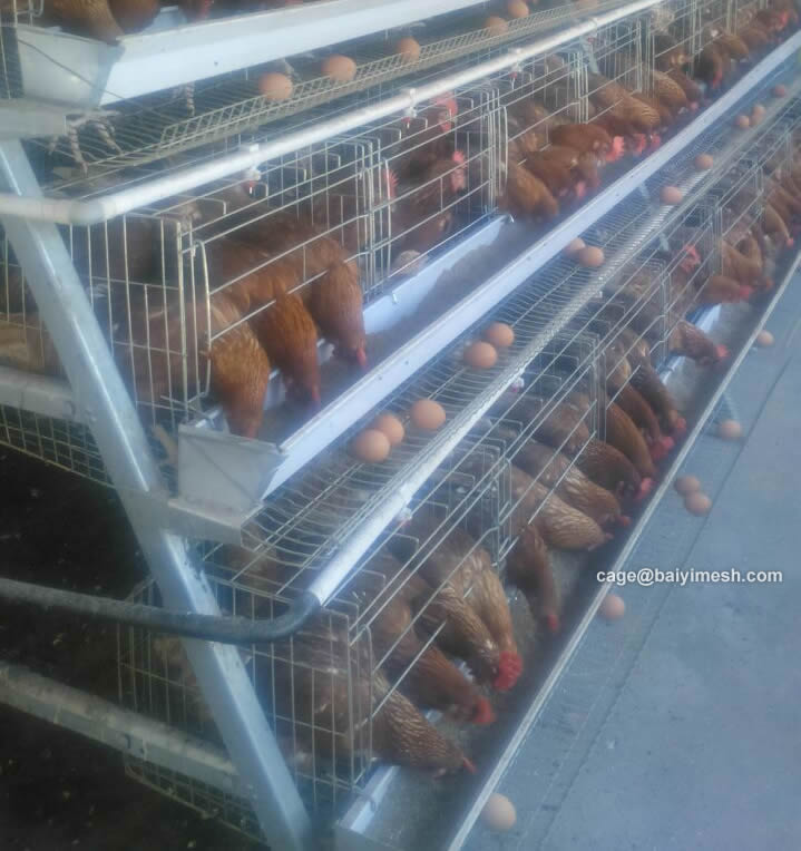 New Design Layer Chicken Cages