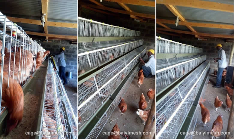 Kenya Farmer Install Chicken Cage