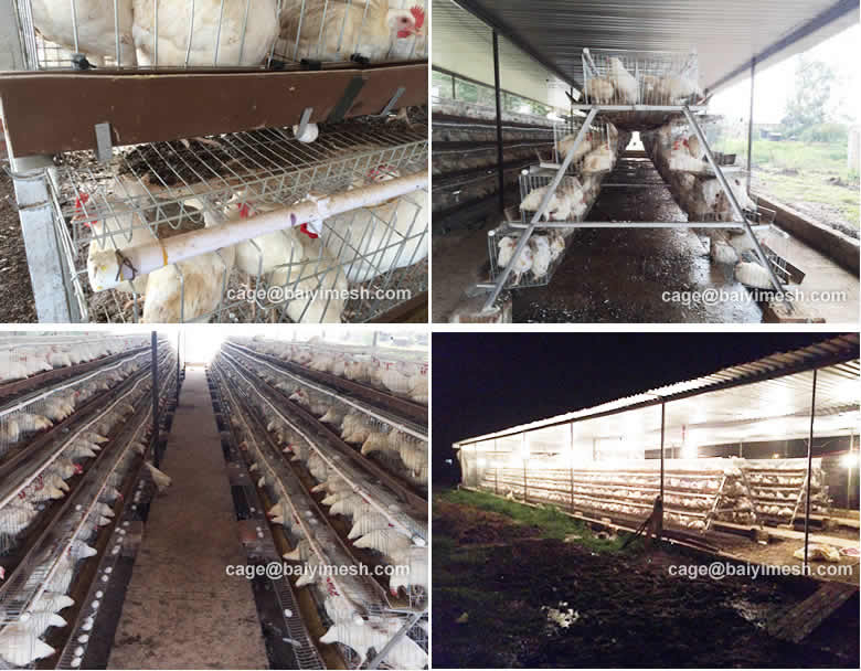 Chicken Farm Project In Mexico