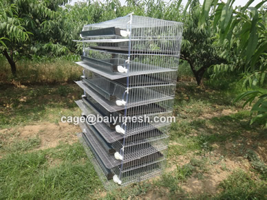 wire mesh quail cage supplier