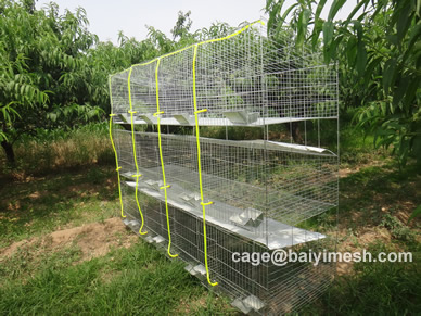 rabbit farming cage