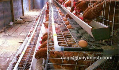 chicken cage design